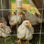 cornish cross meat birds, is raising meat birds gross