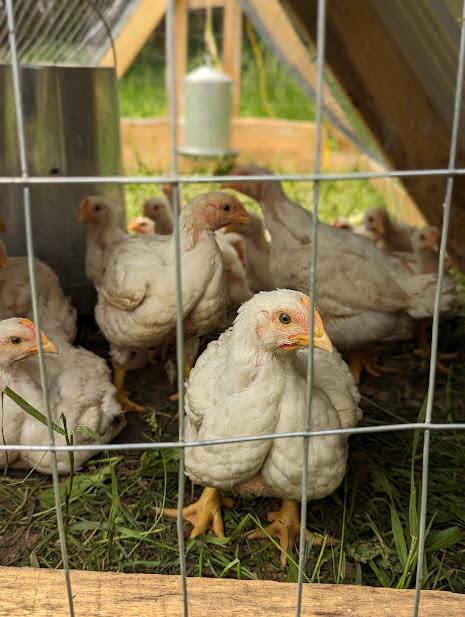 cornish cross meat birds, is raising meat birds gross