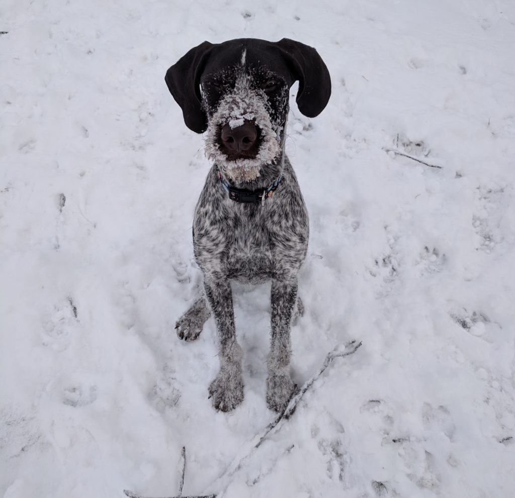 Keeping your pets warm and busy on snow days! - The Domestic Geek Blog