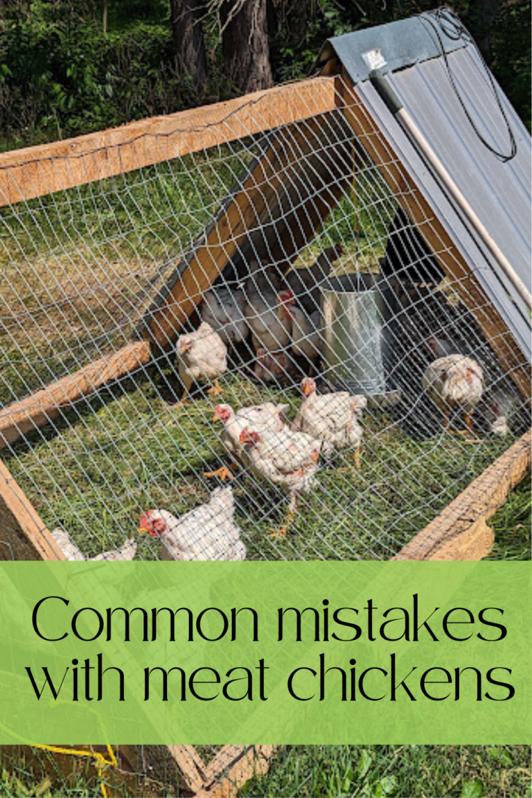Common mistakes with meat chickens - The Domestic Geek Blog